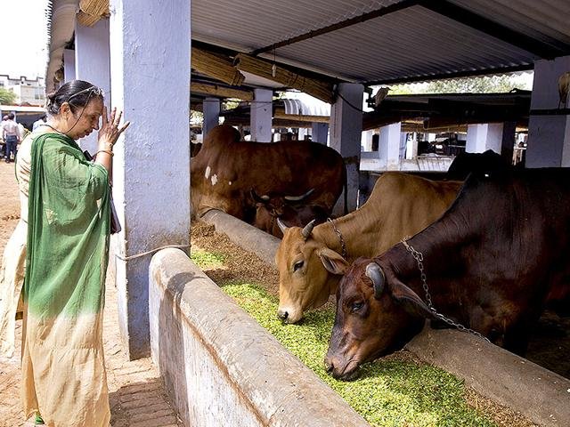 Cow Seva in Kashi Kshetra